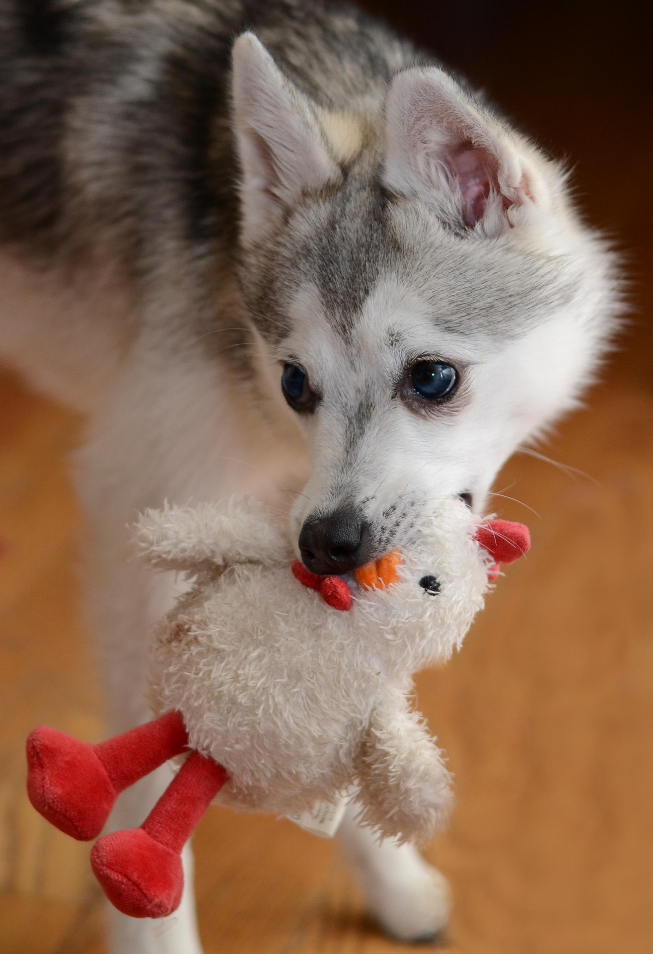 chiot alaskan klee kai chiot alaskan klee kai