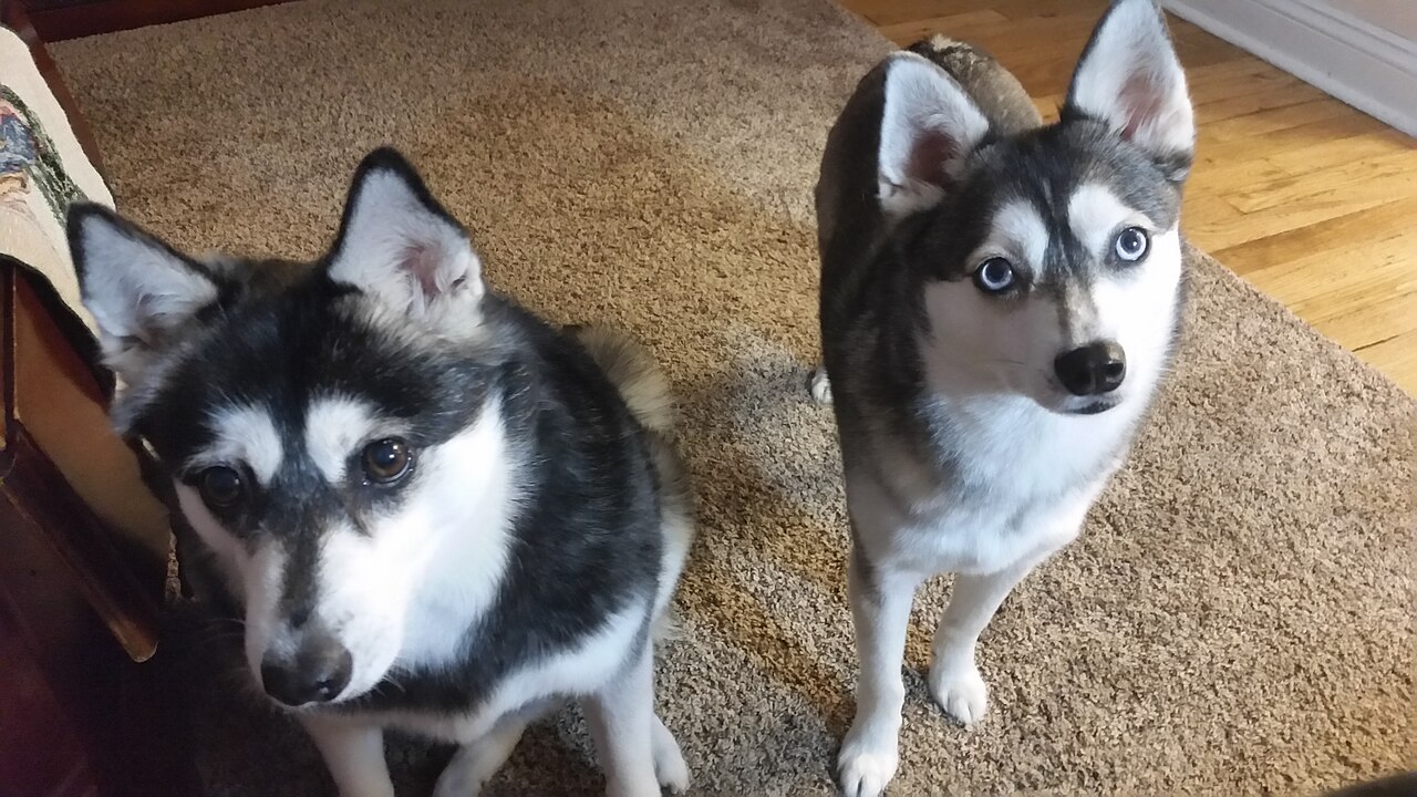 Deux Alaskan Klee Kai de taille standard Deux Alaskan Klee Kai de taille standard