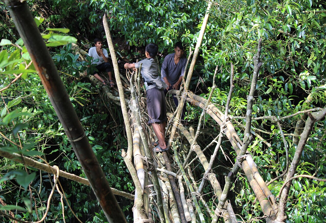 Pont-racines vivant en cours de croissance à Rangthylliang au Meghalaya Pont-racines vivant en cours de croissance à Rangthylliang au Meghalaya