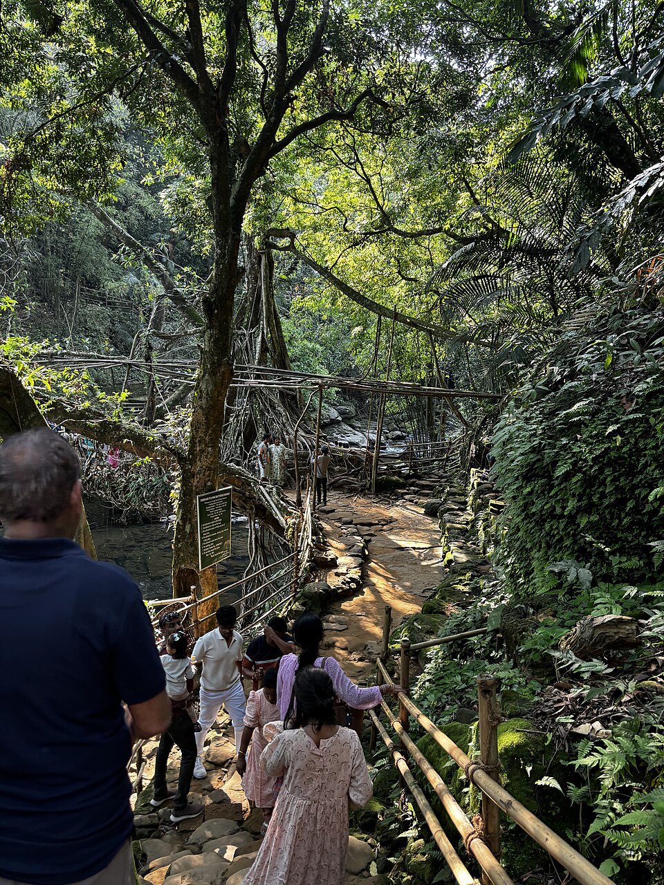 Pont-racines vivant de Nohwet dans les East Khasi Hills au Meghalaya Pont-racines vivant de Nohwet dans les East Khasi Hills au Meghalaya