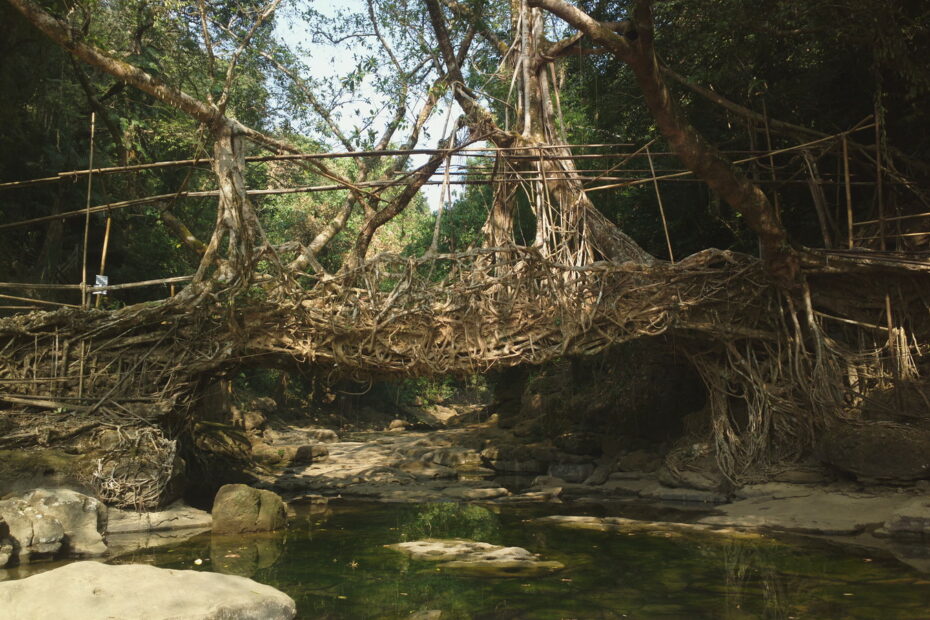 Les ponts-racines vivantes, symbole de la symbiose entre l'homme et la nature pont racines riwai meghalaya inde Pont-racines vivant près du village de Riwai au Meghalaya en Inde