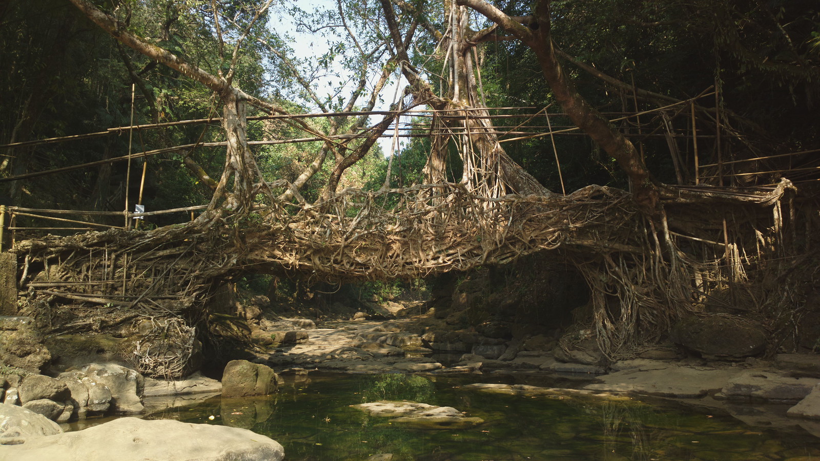 Pont-racines vivant près du village de Riwai au Meghalaya en Inde Pont-racines vivant près du village de Riwai au Meghalaya en Inde