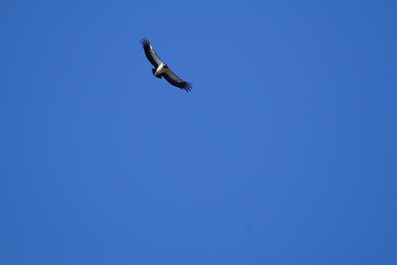 Sarcoramphe roi sauvage dans le parc national de la Serra do Cipó au Brésil Sarcoramphe roi sauvage dans le parc national de la Serra do Cipó au Brésil