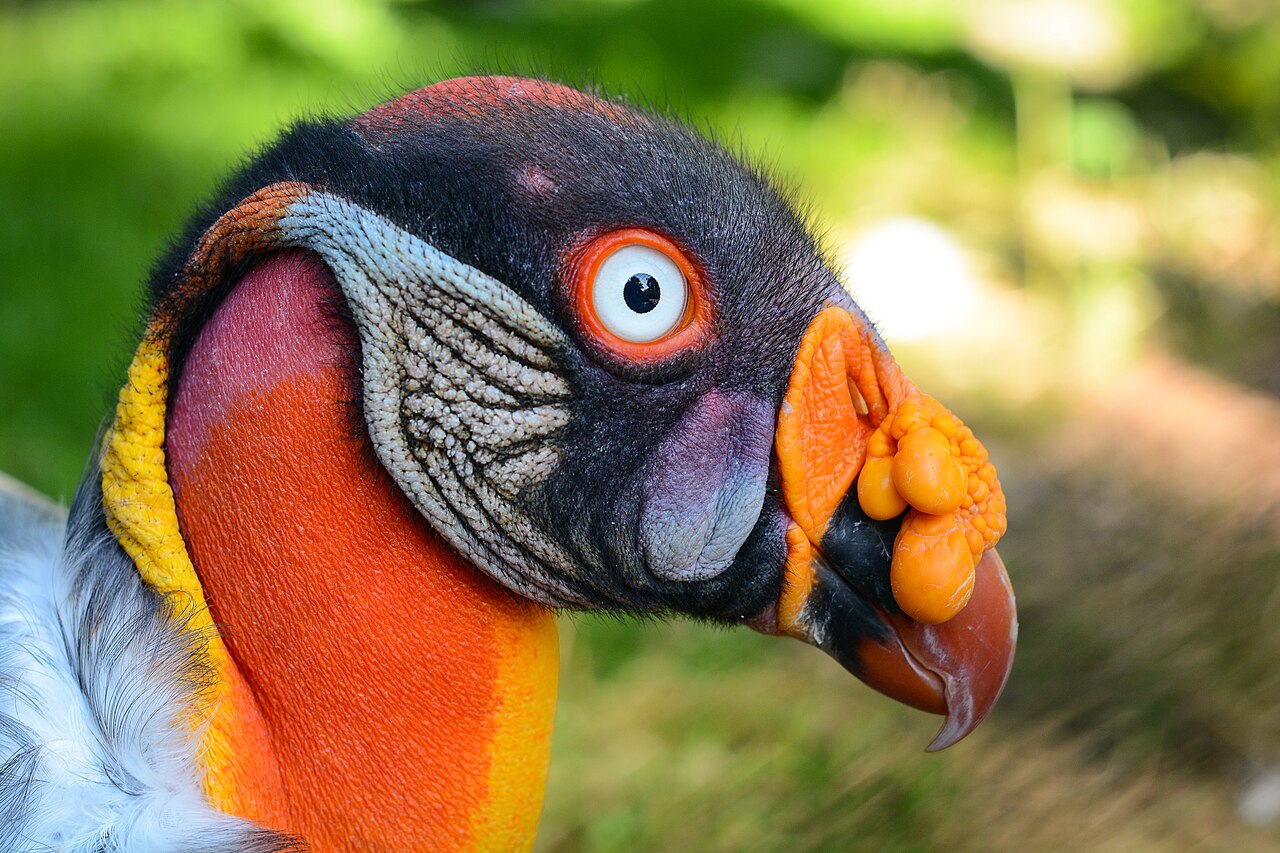 Tête colorée d’un sarcoramphe roi avec sa caroncule Tête colorée d’un sarcoramphe roi avec sa caroncule