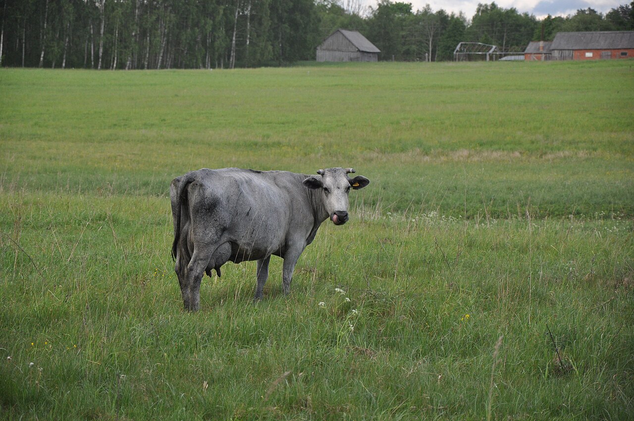 vache bleue lettonie skrunda Vache bleue de Lettonie à la robe gris-bleu près de Skrunda