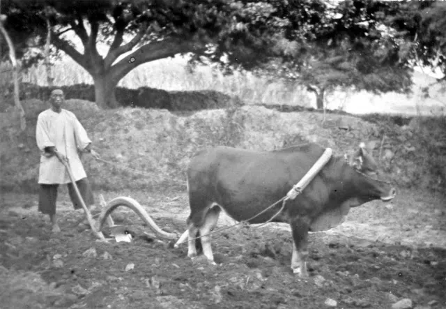 28 clichés de la vie en Chine à la fin du 19ème siècle et au début du 20ème siècle 28 cliches de la vie en Chine a la fin du 19eme siecle et au debut du 20eme siecle william charles white 8 28-cliches-de-la-vie-en-Chine-a-la-fin-du-19eme-siecle-et-au-debut-du-20eme-siecle-william-charles-white