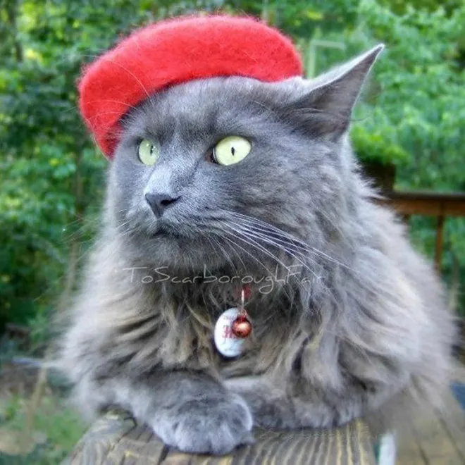 Des chapeaux pour chat par Amélie Segarceanu Des chapeaux pour chat par Amelie Segarceanu 12 Des-chapeaux-pour-chat-par-Amelie-Segarceanu