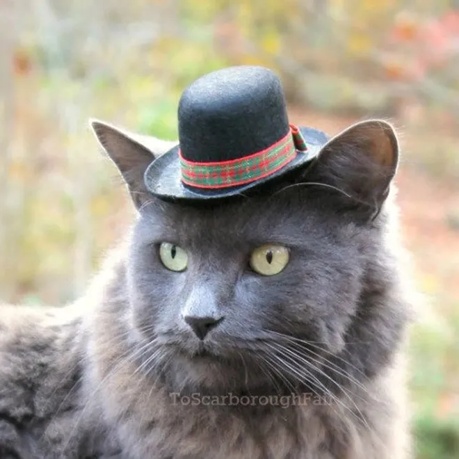 Des chapeaux pour chat par Amélie Segarceanu Des chapeaux pour chat par Amelie Segarceanu 6 Des-chapeaux-pour-chat-par-Amelie-Segarceanu