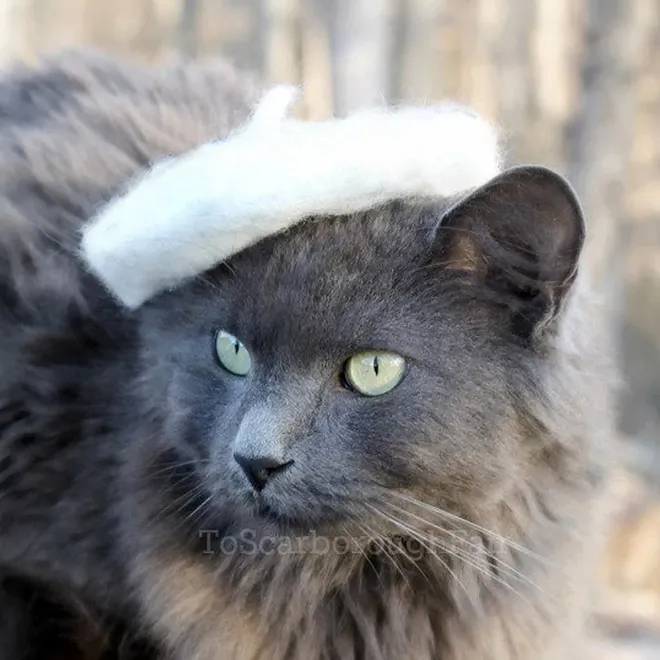 Des chapeaux pour chat par Amélie Segarceanu Des chapeaux pour chat par Amelie Segarceanu 8 Des-chapeaux-pour-chat-par-Amelie-Segarceanu
