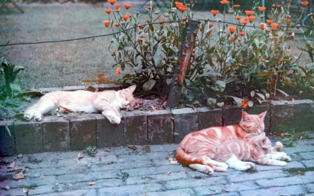 Douceur du Royaume-Uni en 1939 en quelques photos en Agfacolor Douceur du Royaume Uni en 1939 en quelques photos en Agfacolor angleterre pays de galles 37 Douceur-du-Royaume-Uni-en-1939-en-quelques-photos-en-Agfacolor-angleterre-pays-de-galles