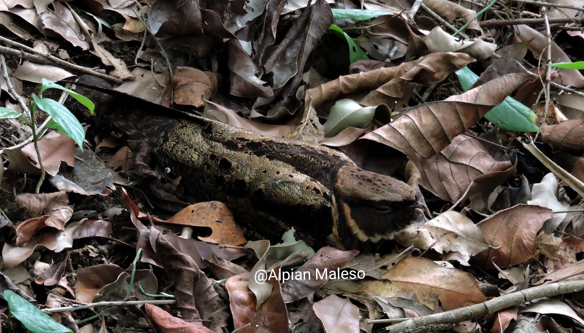 L'engoulevent oreillard, un oiseau dragon L engoulevent oreillard un oiseau qui ressemble a Krokmou dragons 2 L-engoulevent-oreillard-un-oiseau-qui-ressemble-a-Krokmou-dragons-2