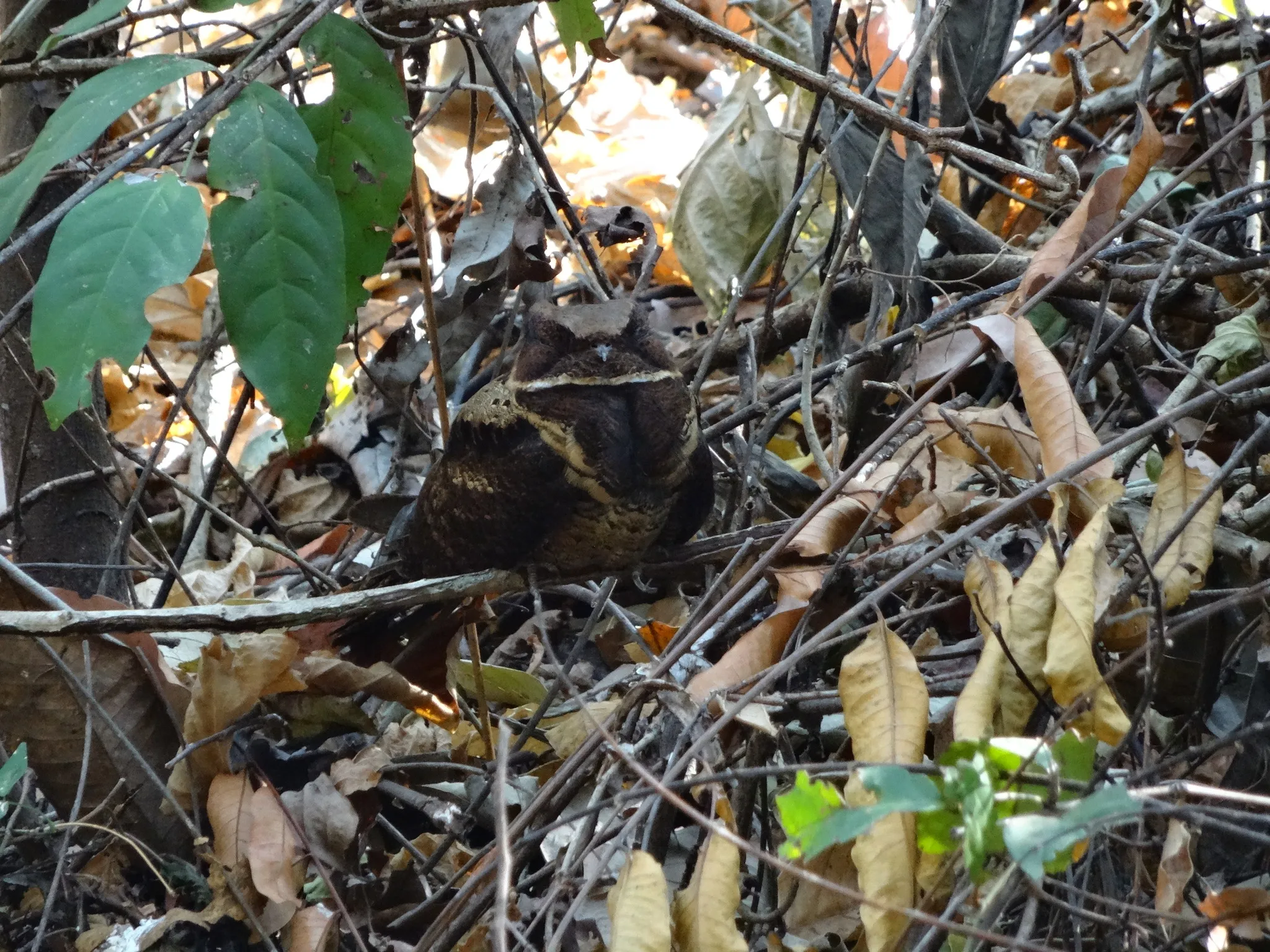 L'engoulevent oreillard, un oiseau dragon L engoulevent oreillard un oiseau qui ressemble a Krokmou dragons 4 L-engoulevent-oreillard-un-oiseau-qui-ressemble-a-Krokmou-dragons-4.