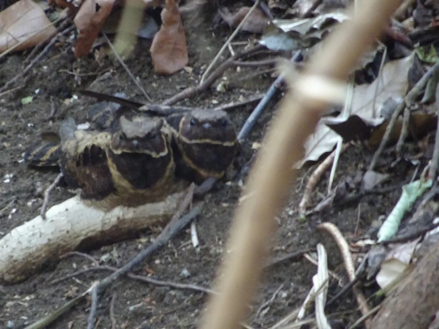 L'engoulevent oreillard, un oiseau dragon L engoulevent oreillard un oiseau qui ressemble a Krokmou dragons 5 L-engoulevent-oreillard-un-oiseau-qui-ressemble-a-Krokmou-dragons-5.