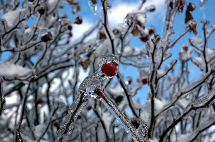 30 démonstrations de la beauté dévastatrice d'une tempête de verglas La beaute devastatrice d une tempete de verglas gel glace 1 La-beaute-devastatrice-d-une-tempete-de-verglas-gel-glace-1