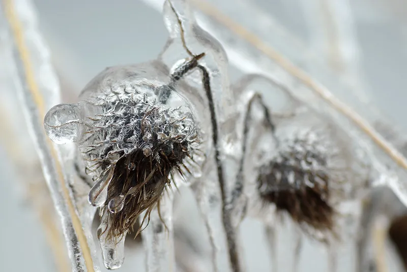 30 démonstrations de la beauté dévastatrice d'une tempête de verglas La beaute devastatrice d une tempete de verglas gel glace 10 La-beaute-devastatrice-d-une-tempete-de-verglas-gel-glace-10