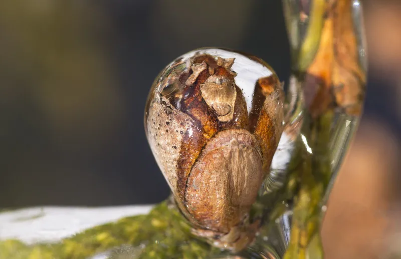 30 démonstrations de la beauté dévastatrice d'une tempête de verglas La beaute devastatrice d une tempete de verglas gel glace 18 La-beaute-devastatrice-d-une-tempete-de-verglas-gel-glace-18