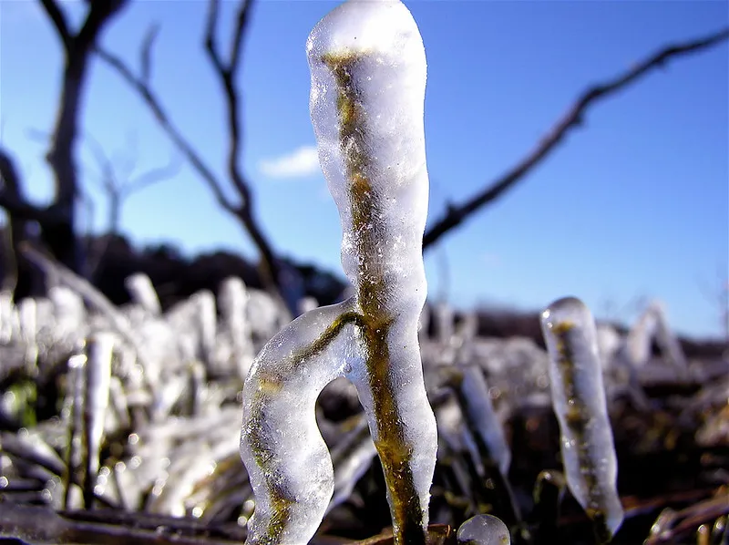 30 démonstrations de la beauté dévastatrice d'une tempête de verglas La beaute devastatrice d une tempete de verglas gel glace 19 La-beaute-devastatrice-d-une-tempete-de-verglas-gel-glace-19