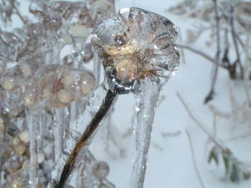 30 démonstrations de la beauté dévastatrice d'une tempête de verglas La beaute devastatrice d une tempete de verglas gel glace 2 La-beaute-devastatrice-d-une-tempete-de-verglas-gel-glace-2