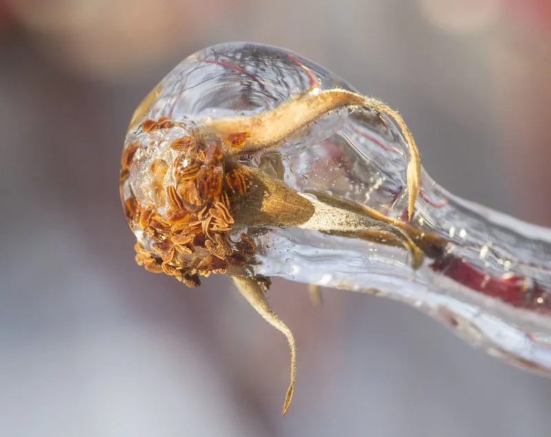 30 démonstrations de la beauté dévastatrice d'une tempête de verglas La beaute devastatrice d une tempete de verglas gel glace 22 La-beaute-devastatrice-d-une-tempete-de-verglas-gel-glace-22