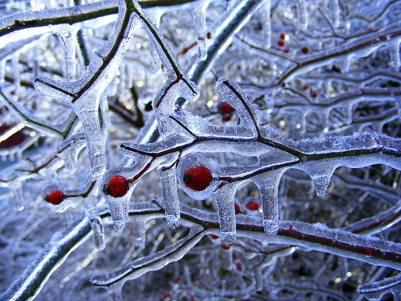30 démonstrations de la beauté dévastatrice d'une tempête de verglas La beaute devastatrice d une tempete de verglas gel glace 23 La-beaute-devastatrice-d-une-tempete-de-verglas-gel-glace-23
