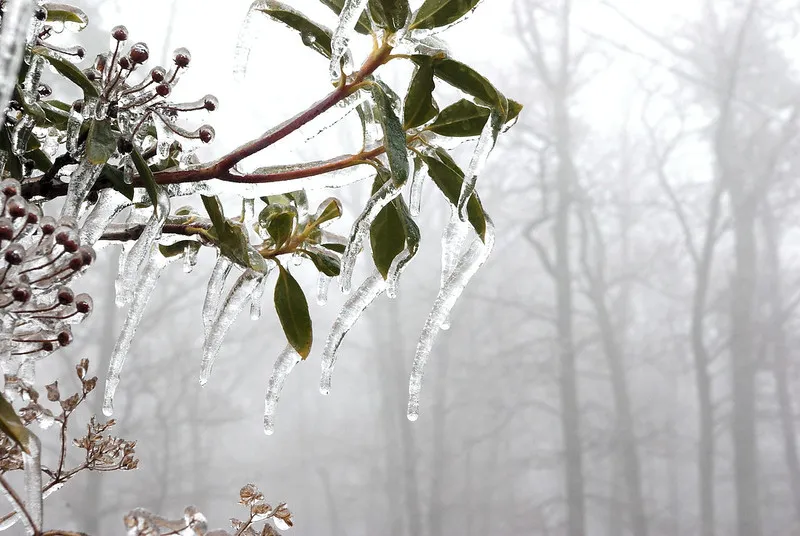 30 démonstrations de la beauté dévastatrice d'une tempête de verglas La beaute devastatrice d une tempete de verglas gel glace 24 La-beaute-devastatrice-d-une-tempete-de-verglas-gel-glace-24