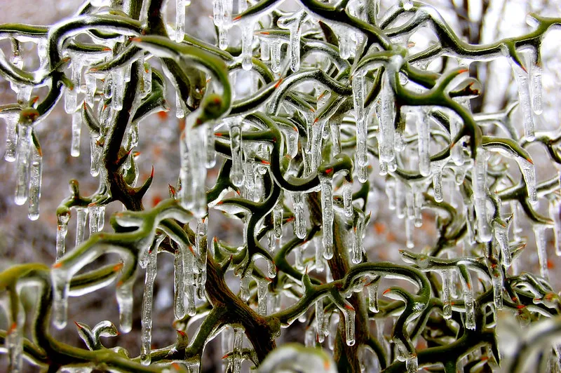 30 démonstrations de la beauté dévastatrice d'une tempête de verglas La beaute devastatrice d une tempete de verglas gel glace 26 La-beaute-devastatrice-d-une-tempete-de-verglas-gel-glace-26