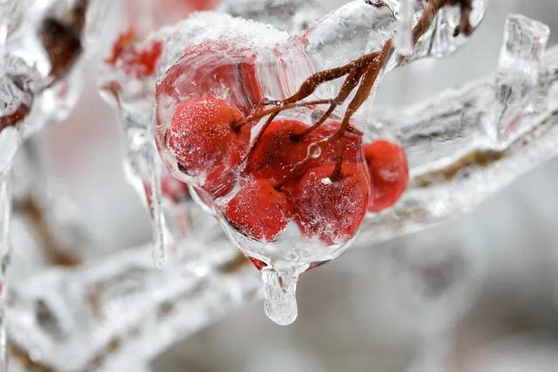 30 démonstrations de la beauté dévastatrice d'une tempête de verglas La beaute devastatrice d une tempete de verglas gel glace 27 La-beaute-devastatrice-d-une-tempete-de-verglas-gel-glace-27