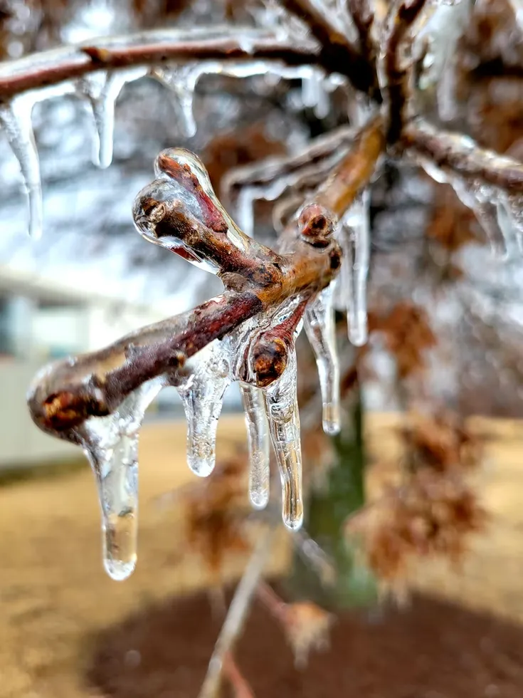 30 démonstrations de la beauté dévastatrice d'une tempête de verglas La beaute devastatrice d une tempete de verglas gel glace 29 La-beaute-devastatrice-d-une-tempete-de-verglas-gel-glace-29