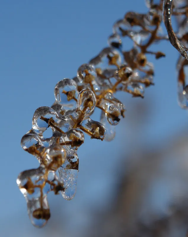 30 démonstrations de la beauté dévastatrice d'une tempête de verglas La beaute devastatrice d une tempete de verglas gel glace 4 La-beaute-devastatrice-d-une-tempete-de-verglas-gel-glace-4