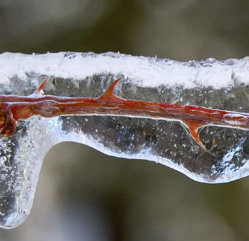 30 démonstrations de la beauté dévastatrice d'une tempête de verglas La beaute devastatrice d une tempete de verglas gel glace 5 La-beaute-devastatrice-d-une-tempete-de-verglas-gel-glace-5