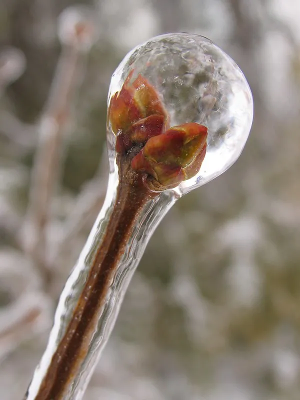 30 démonstrations de la beauté dévastatrice d'une tempête de verglas La beaute devastatrice d une tempete de verglas gel glace 6 La-beaute-devastatrice-d-une-tempete-de-verglas-gel-glace-6