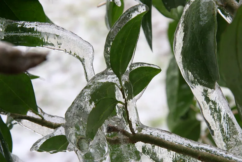 30 démonstrations de la beauté dévastatrice d'une tempête de verglas La beaute devastatrice d une tempete de verglas gel glace 8 La-beaute-devastatrice-d-une-tempete-de-verglas-gel-glace-8