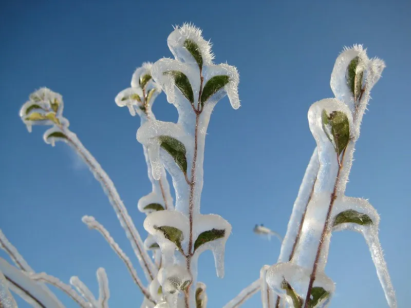 30 démonstrations de la beauté dévastatrice d'une tempête de verglas La beaute devastatrice d une tempete de verglas gel glace 9 La-beaute-devastatrice-d-une-tempete-de-verglas-gel-glace-9