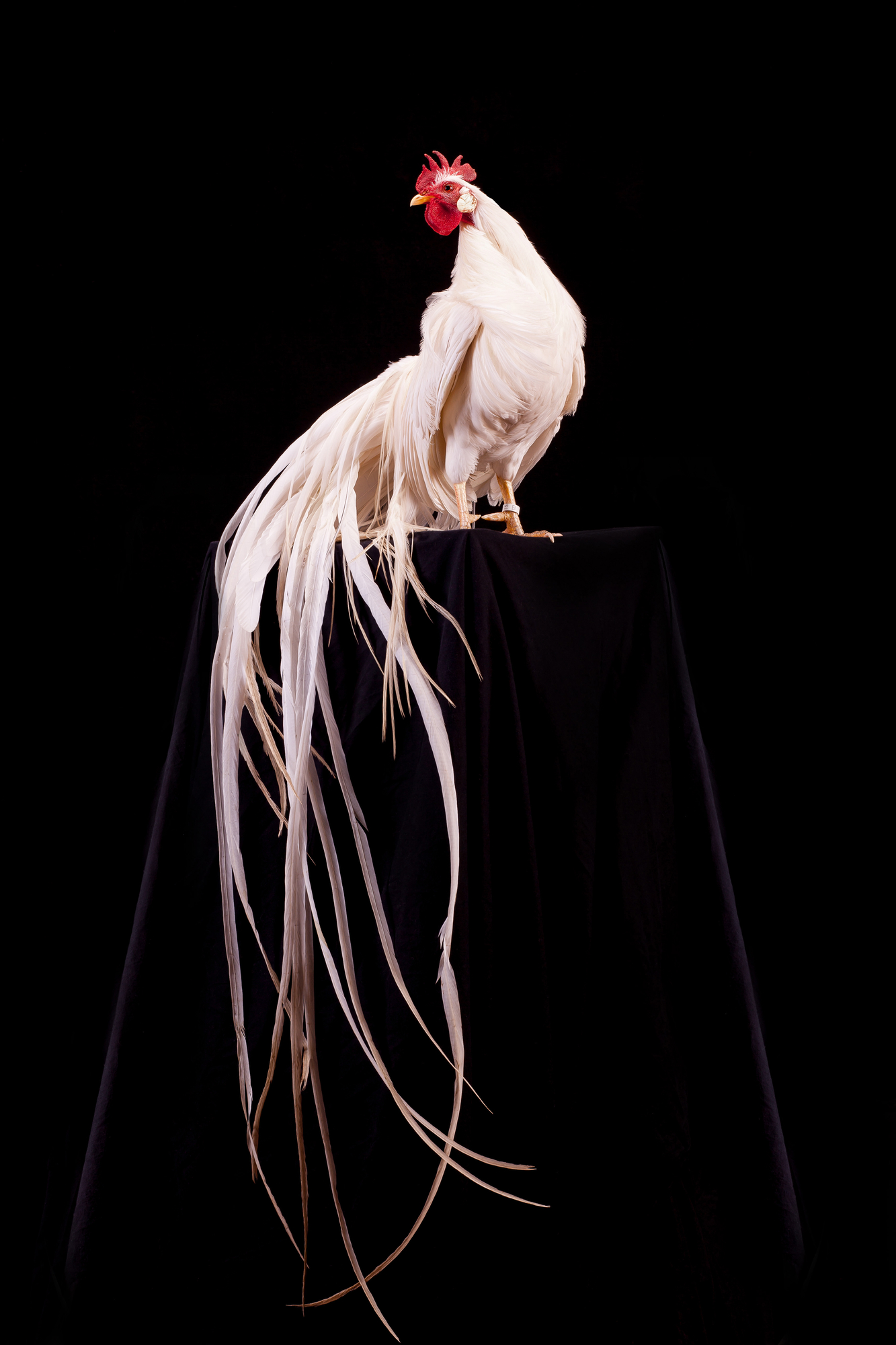 Le majestueux Onagadori , poulet à la très longue queue Le majestueux Onagadori poulet a la tres longue queue 5 Le-majestueux-Onagadori-poulet-a-la-tres-longue-queue-5