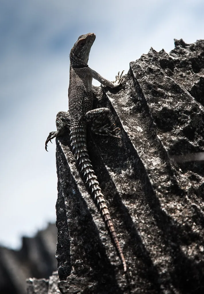 Les Tsingy de Bemaraha, une forêt d'aiguilles de pierre Les Tsingy de Bemaraha une foret d aiguilles de pierre madagascar 13 Les-Tsingy-de-Bemaraha-une-foret-d-aiguilles-de-pierre-madagascar-13