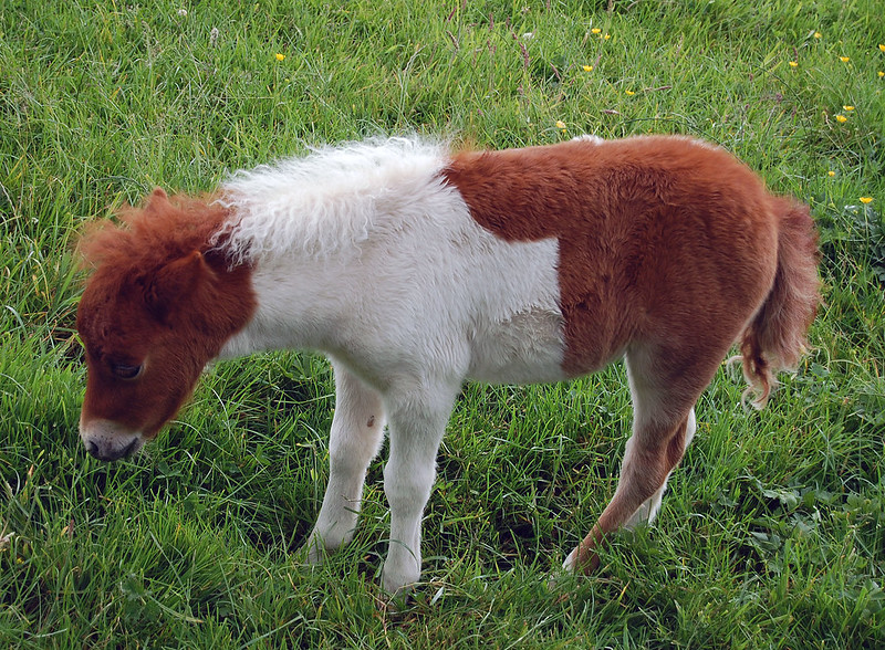 Les chevaux miniatures Falabella, une race des plus petits chevaux du monde Les chevaux miniatures Falabella une race des plus petits chevaux du monde 3 Les-chevaux-miniatures-Falabella-une-race-des-plus-petits-chevaux-du-monde-3