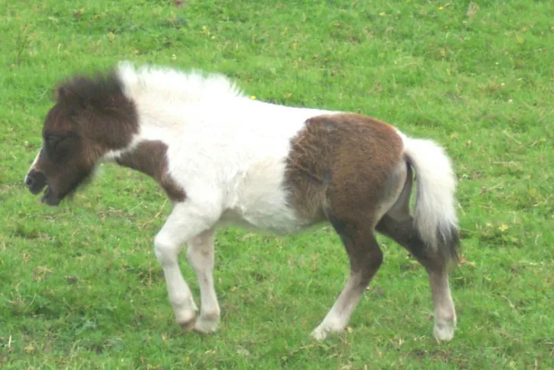 Les chevaux miniatures Falabella, une race des plus petits chevaux du monde Les chevaux miniatures Falabella une race des plus petits chevaux du monde 6 Les-chevaux-miniatures-Falabella-une-race-des-plus-petits-chevaux-du-monde-6
