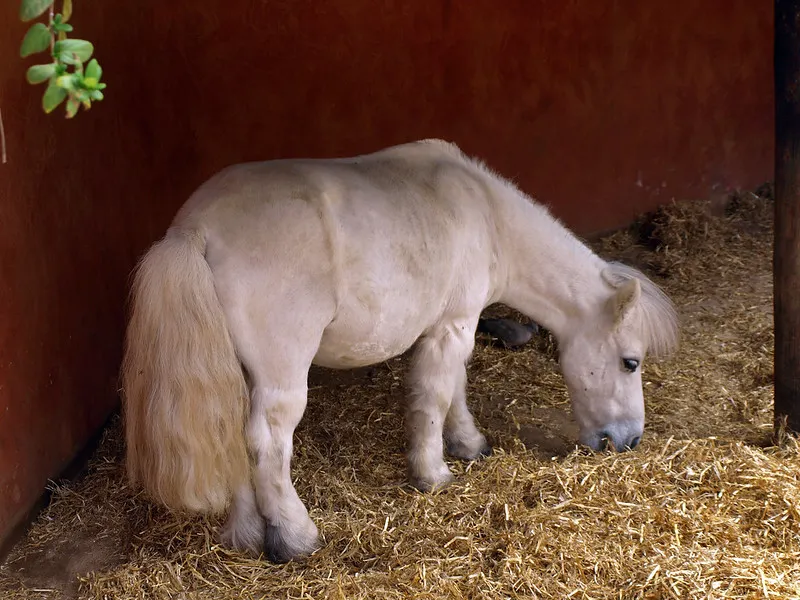 Les chevaux miniatures Falabella, une race des plus petits chevaux du monde Les chevaux miniatures Falabella une race des plus petits chevaux du monde 7 Les-chevaux-miniatures-Falabella-une-race-des-plus-petits-chevaux-du-monde-7