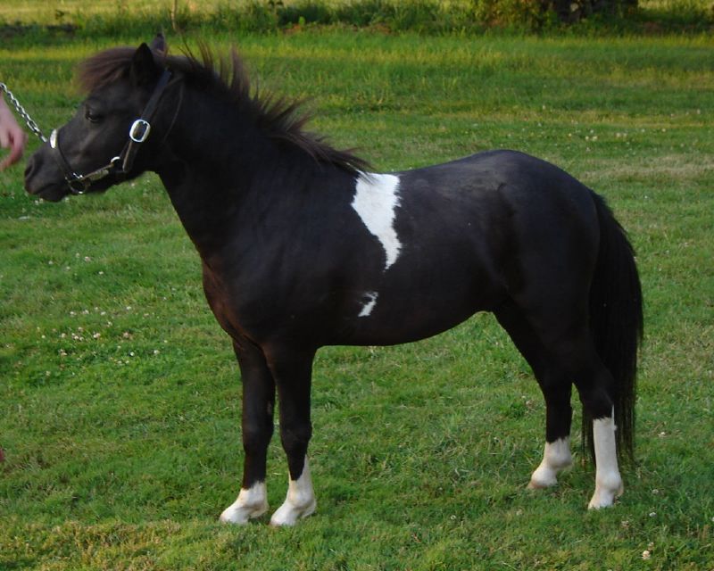 Les chevaux miniatures Falabella, une race des plus petits chevaux du monde Les chevaux miniatures Falabella une race des plus petits chevaux du monde 8 Les-chevaux-miniatures-Falabella-une-race-des-plus-petits-chevaux-du-monde-8.