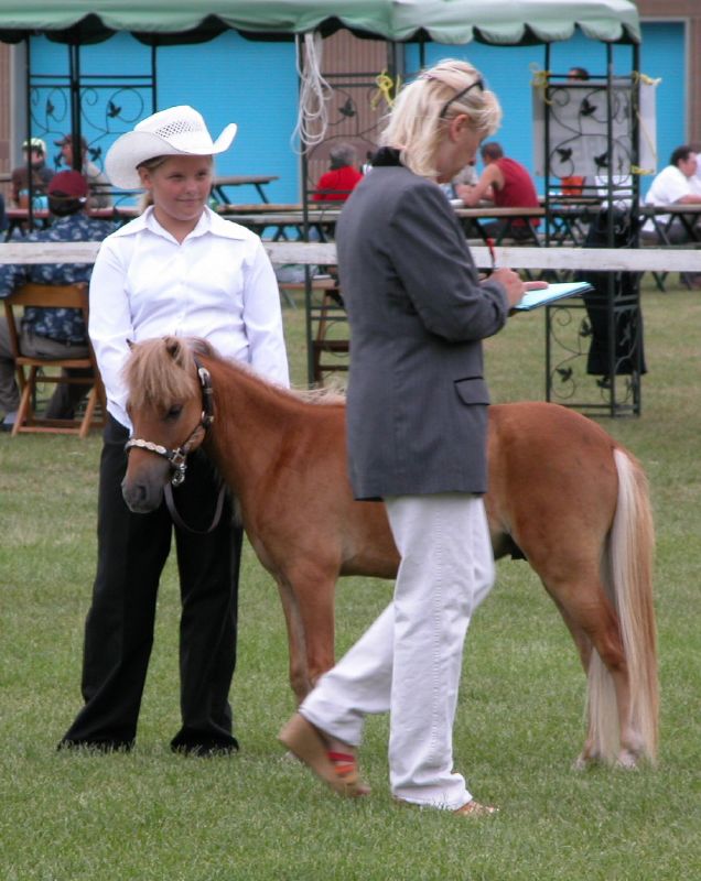 Les chevaux miniatures Falabella, une race des plus petits chevaux du monde Les chevaux miniatures Falabella une race des plus petits chevaux du monde 9 Les-chevaux-miniatures-Falabella-une-race-des-plus-petits-chevaux-du-monde-9