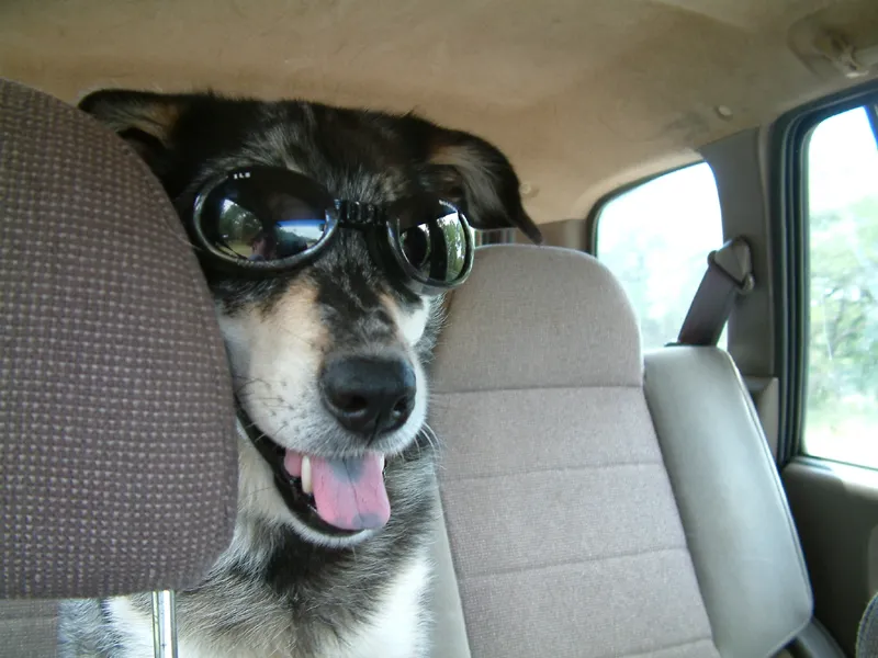 Les doggles - les lunettes pour chien Les doggles les lunettes pour chien avec des lunettes 11 Les-doggles-les-lunettes-pour-chien-avec-des-lunettes-11