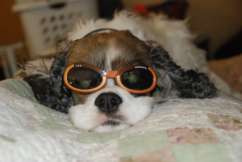 Les doggles - les lunettes pour chien Les doggles les lunettes pour chien avec des lunettes 12 Les-doggles-les-lunettes-pour-chien-avec-des-lunettes-12