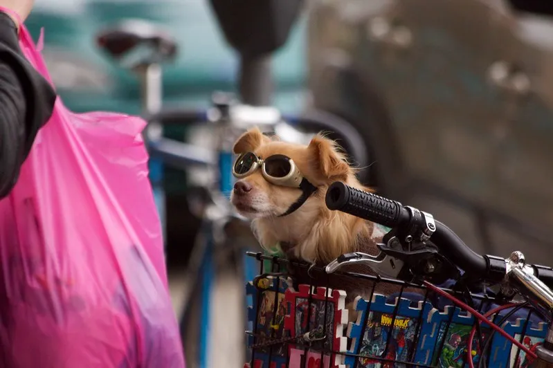 Les doggles - les lunettes pour chien Les doggles les lunettes pour chien avec des lunettes 13 Les-doggles-les-lunettes-pour-chien-avec-des-lunettes-13