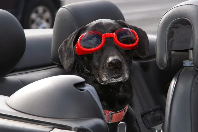 Les doggles - les lunettes pour chien Les doggles les lunettes pour chien avec des lunettes 15 Les-doggles-les-lunettes-pour-chien-avec-des-lunettes-15
