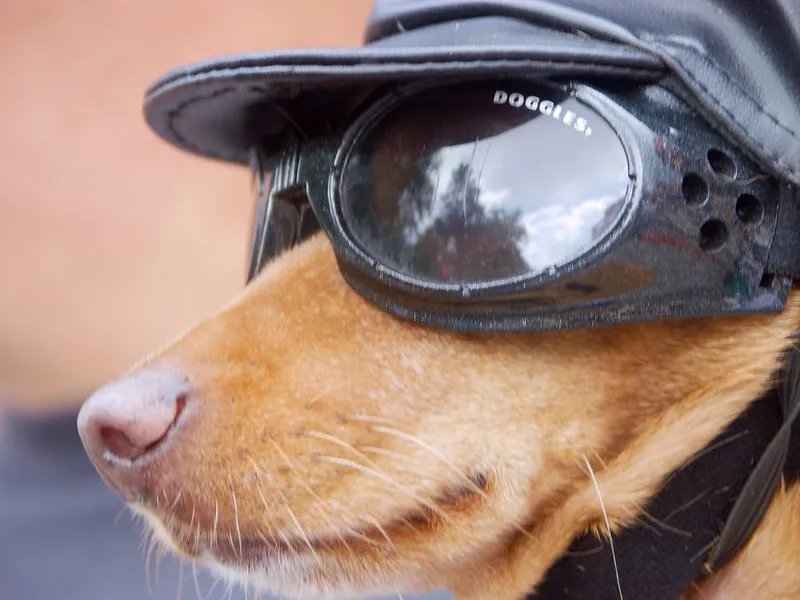 Les doggles - les lunettes pour chien Les doggles les lunettes pour chien avec des lunettes 7 Les-doggles-les-lunettes-pour-chien-avec-des-lunettes-7