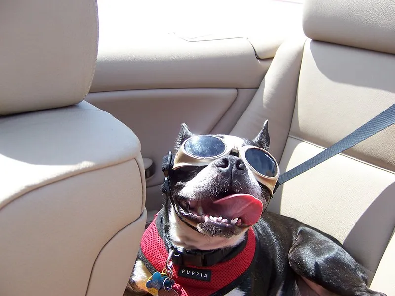 Les doggles - les lunettes pour chien Les doggles les lunettes pour chien avec des lunettes 8 Les-doggles-les-lunettes-pour-chien-avec-des-lunettes-8