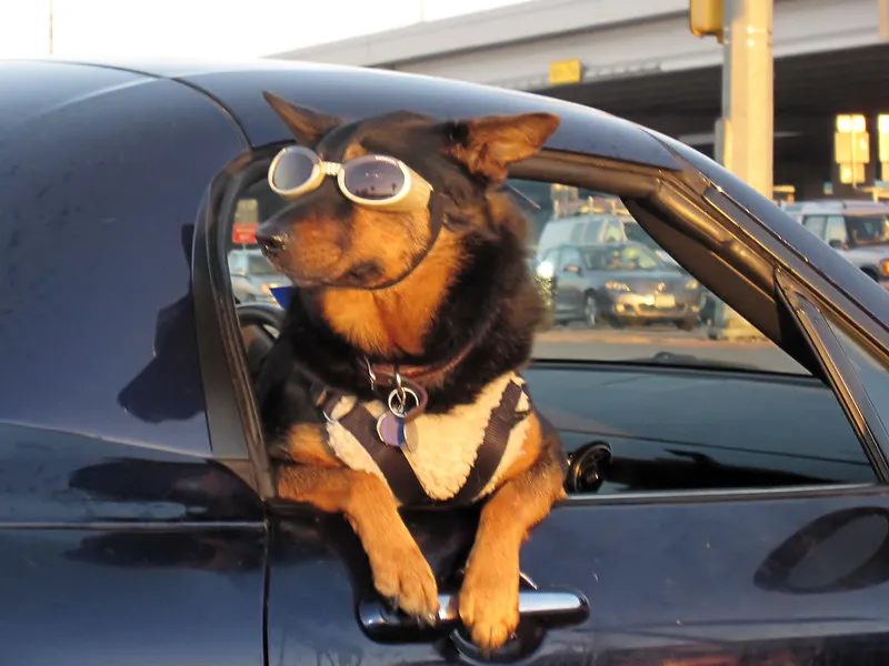 Les doggles - les lunettes pour chien Les doggles les lunettes pour chien avec des lunettes 9 Les-doggles-les-lunettes-pour-chien-avec-des-lunettes-9