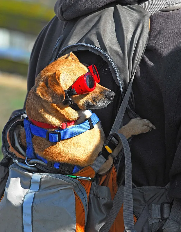 Les doggles - les lunettes pour chien Les doggles les lunettes pour chien look aviateur 6 Les-doggles-les-lunettes-pour-chien-look-aviateur-6