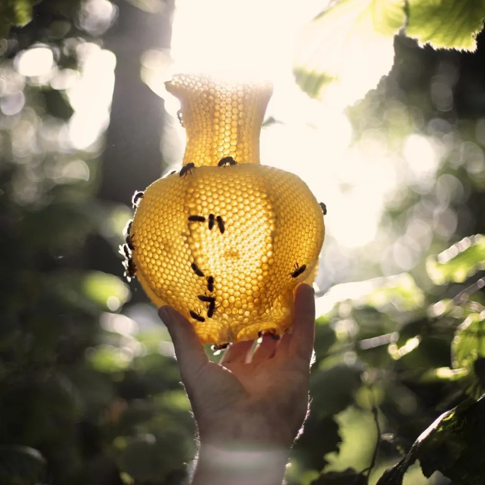 Made by bees - les sculptures par des abeilles de Tomáš Libertíny Made by bees les sculptures par des abeilles de Tomas Libertiny 2 Made-by-bees-les-sculptures-par-des-abeilles-de-Tomas-Libertiny