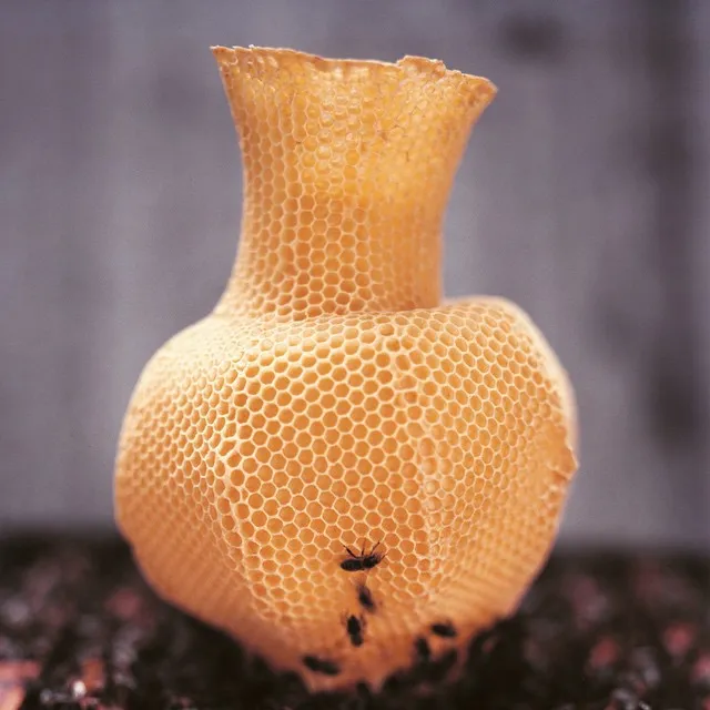 Made by bees - les sculptures par des abeilles de Tomáš Libertíny Made by bees les sculptures par des abeilles de Tomas Libertiny 3 Made-by-bees-les-sculptures-par-des-abeilles-de-Tomas-Libertiny